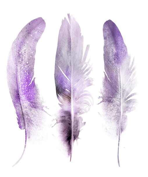 Watercolor feathers , isolated on white background - Photo, Image