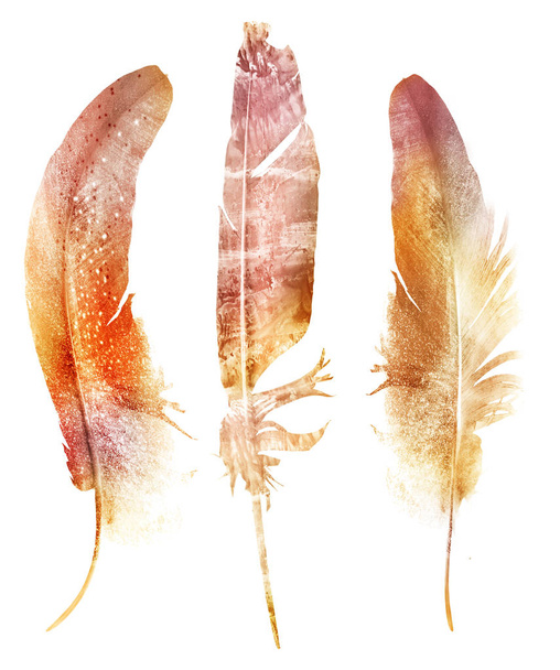 Watercolor feathers , isolated on white background - Foto, Bild