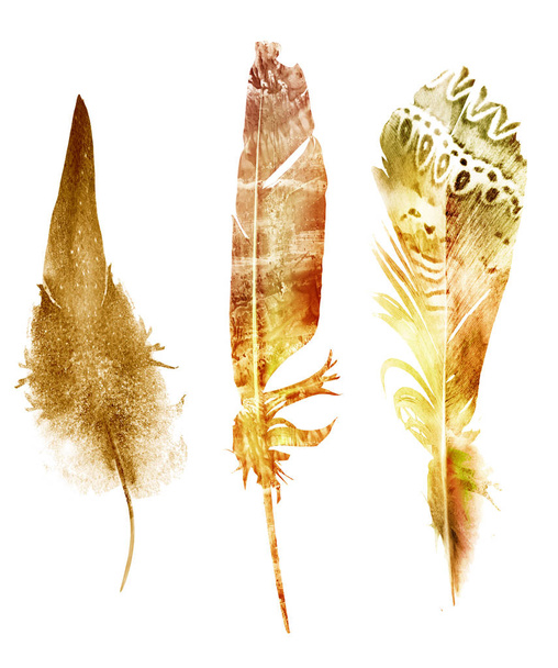 Watercolor feathers , isolated on white background - 写真・画像