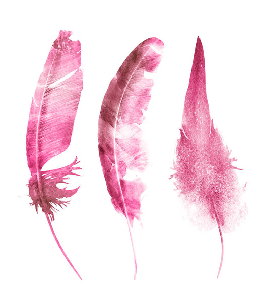 Watercolor feathers , isolated on white background - Zdjęcie, obraz