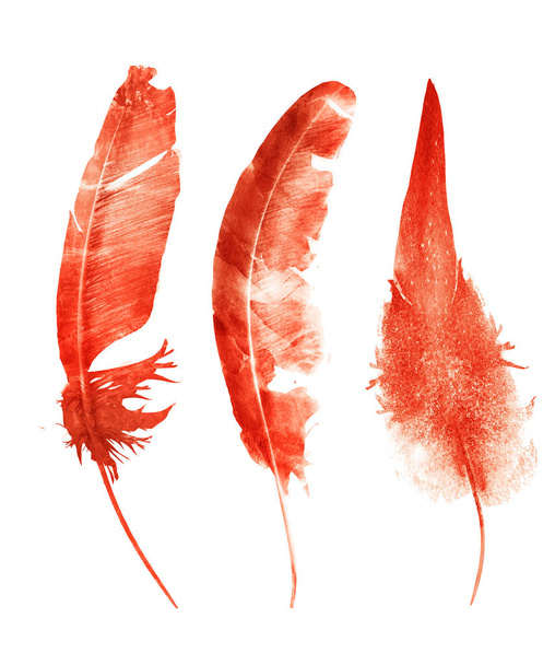 Watercolor feathers , isolated on white background - Foto, afbeelding