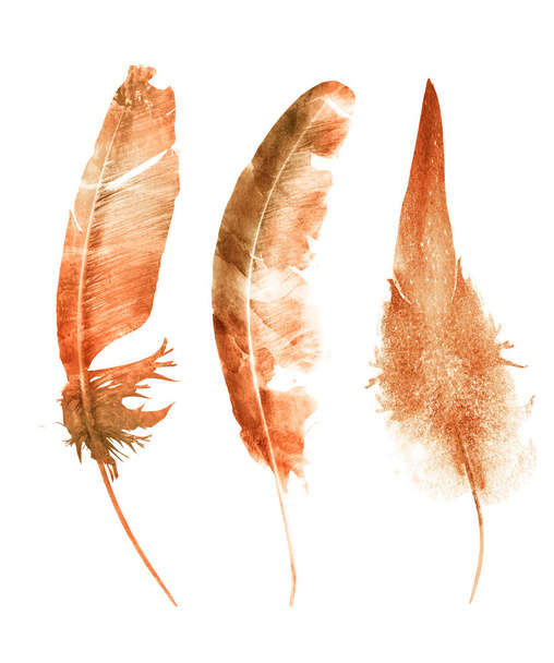 Watercolor feathers , isolated on white background - Foto, Bild