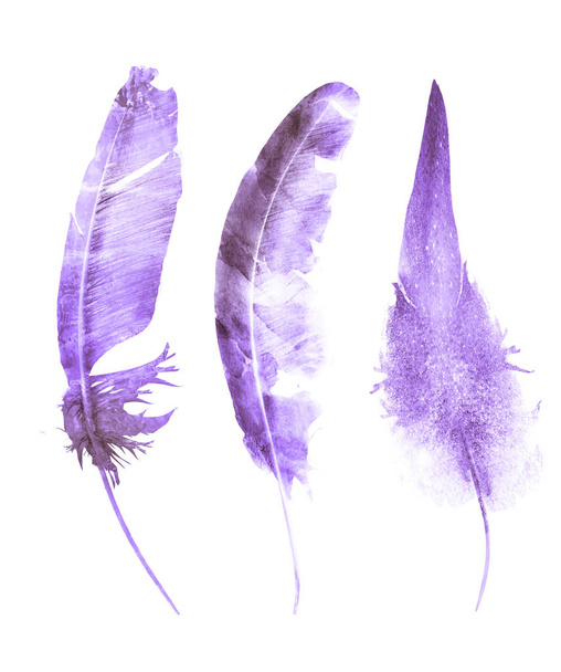 Watercolor feathers , isolated on white background - Foto, Imagem