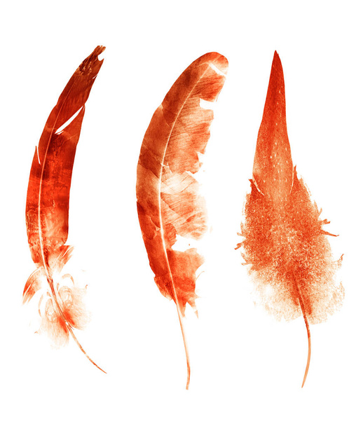 Watercolor feathers , isolated on white background - Foto, imagen