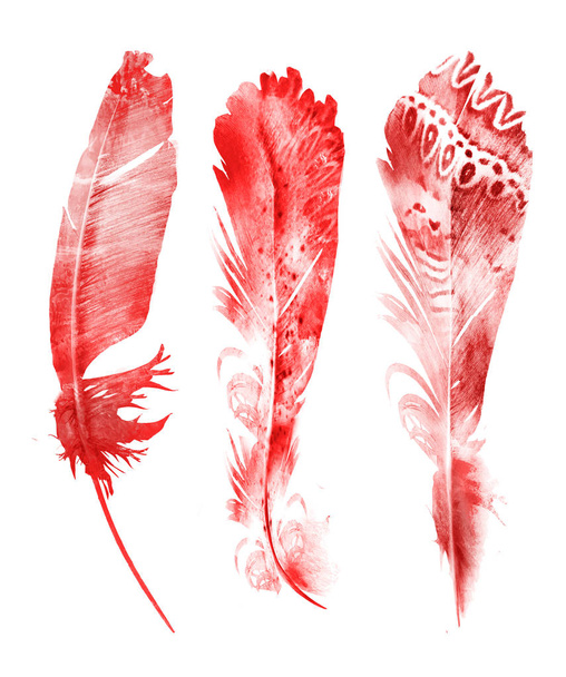 Watercolor feathers , isolated on white background - Fotografie, Obrázek