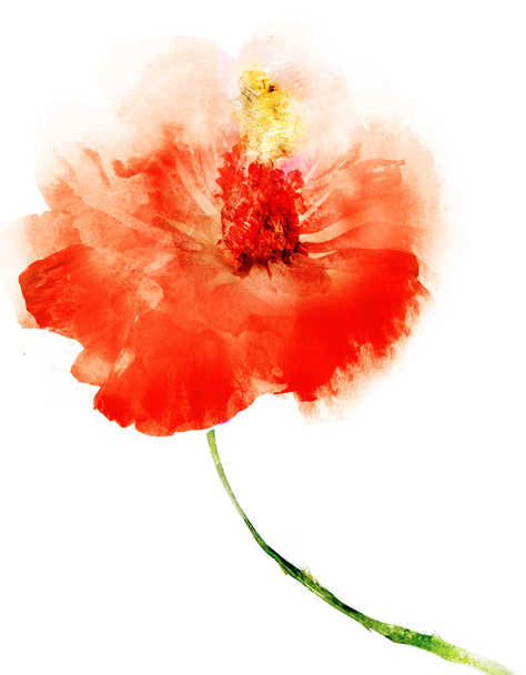 Watercolor flower , isolated on white background - Fotoğraf, Görsel