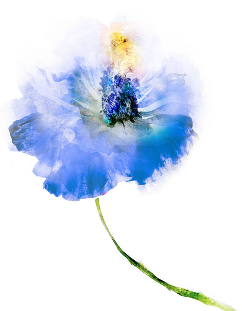 Watercolor flower , isolated on white background - 写真・画像