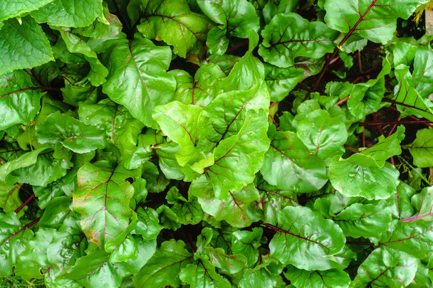 натуральный фон зеленых листьев свеклы
 - Фото, изображение