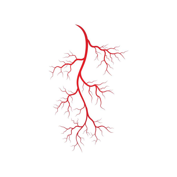 illustratie van menselijke aderen en slagaders - Vector, afbeelding