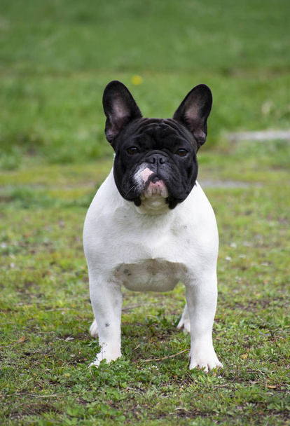 Bulldog francês no jardim grama
 - Foto, Imagem