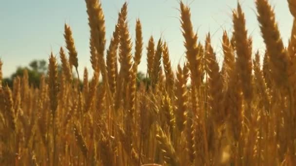 Feld reifenden Weizens gegen den blauen Himmel. Stacheln aus Weizen mit Getreide schütteln den Wind. Im Sommer reift die Getreideernte. landwirtschaftliches Geschäftskonzept. umweltfreundlicher Weizen - Filmmaterial, Video
