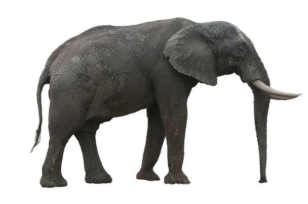 Dişleri ve büyük kulakları beyaz bada kesilmiş Afrika fili. - Fotoğraf, Görsel