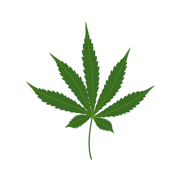 Kannabisz vagy zöld orvosi marihuána levél izolált fehér háton - Vektor, kép