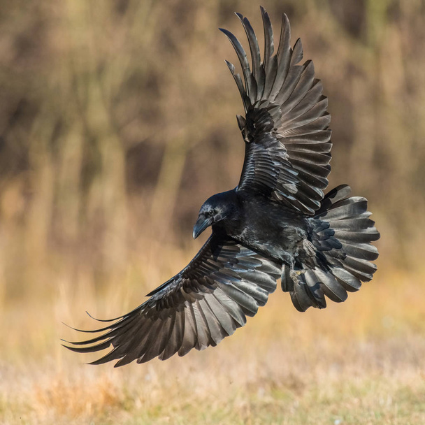 Ortak Raven, Corvus corax sonbahar renk backgroung, Polonya uçuyor - Fotoğraf, Görsel