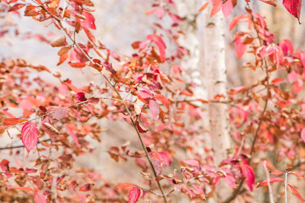 Hojas rojas abedul blanco fondo otoño
  - Foto, imagen