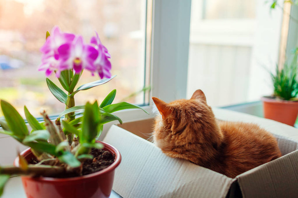 Inkivääri kissa makaa pahvilaatikossa ikkunalaudalla ja katsoo kadulle. Lemmikkieläimiä rentouttava kasvien kotona
. - Valokuva, kuva
