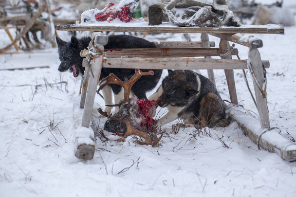 Köpek ren geyiğinin başıdır. Çok kuzeyde, Yamal.,  - Fotoğraf, Görsel