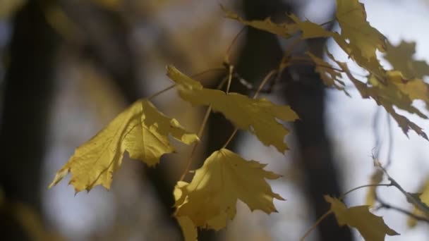 Zwaaiende esdoornbladeren op een klein twijgje kijken romantisch in een arty park in de herfst Inspirerend uitzicht op lichtgroene esdoorn bladeren zwaaien op een klein takje klaar om te vallen in een prachtig park op een zonnige dag in de herfst. Het ziet er schilderachtig en fijn uit. - Video