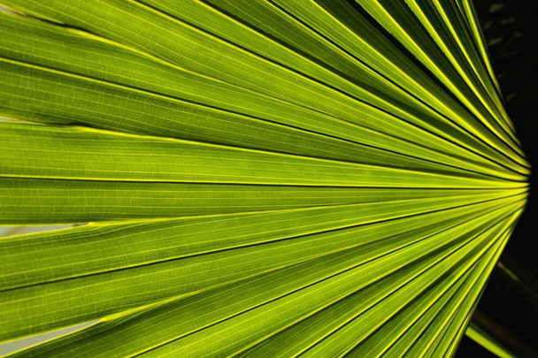 Palm Fronds - Photo, image