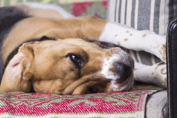 gezicht van een pensive schattig beagle hond met droevige ogen close-up op een bank - Foto, afbeelding