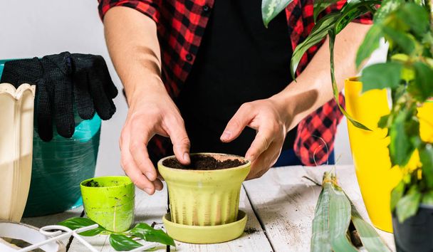 Plant transplant. Hands are preparing the earth in a pot - Valokuva, kuva