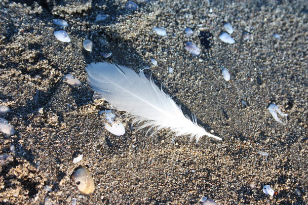 weiße Feder, zart, von einem gefiederten Vogel, am Sandstrand abgeworfen - Foto, Bild