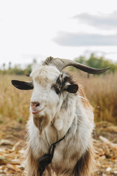 a beautiful goat with a beard and large round horns grazing in the garden. animal protection concept. - Photo, image