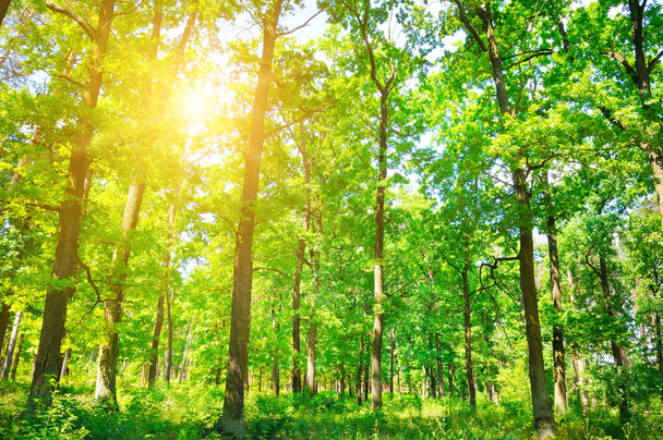 Панорамный пейзаж с солнцем и лесом и мясом у
 - Фото, изображение