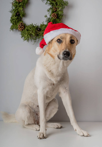 mixed breed shepherd dog wearing santa hat s - Foto, Imagem