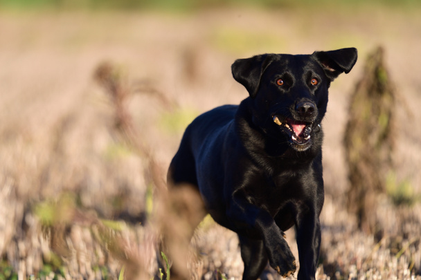 Černý labrador - Fotografie, Obrázek