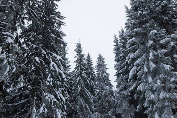 Bottom view beautiful slender snowy fir trees - Фото, изображение