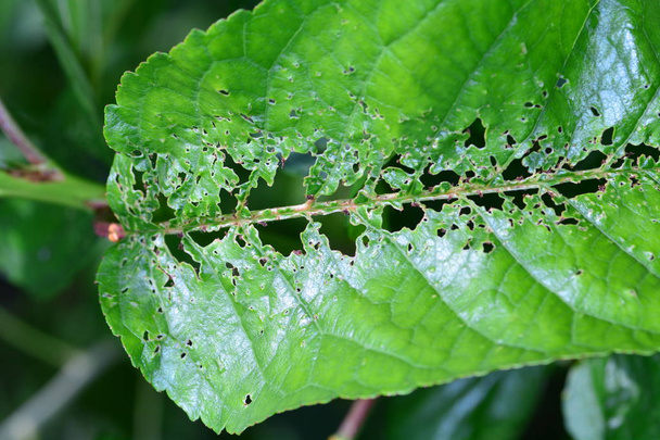 Danos de insetos em folhas verdes de uma árvore de cereja
 - Foto, Imagem