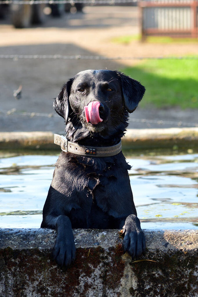 Musta labradorinnoutaja vesikaukalossa
 - Valokuva, kuva