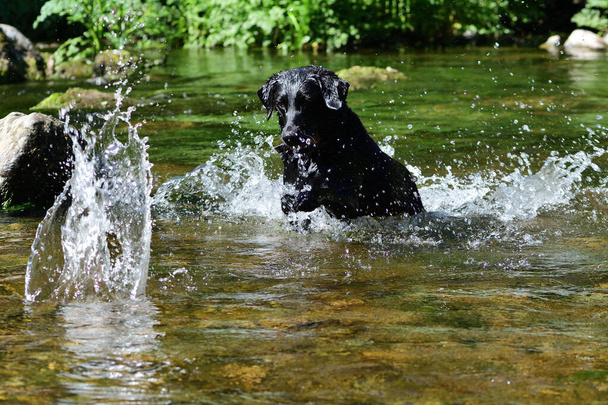 черный лабрадор, играющий в воде
 - Фото, изображение