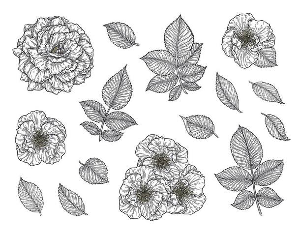 Rozenbloem en bladeren met de hand getekend in lijnen ingesteld. Zwart-wit monochrome grafische doodle elementen. Geïsoleerde vectorillustratie, sjabloon voor ontwerp - Vector, afbeelding