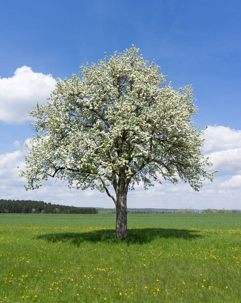 blühender Birnbaum auf einer Wiese in ländlicher Landschaft - Foto, Bild