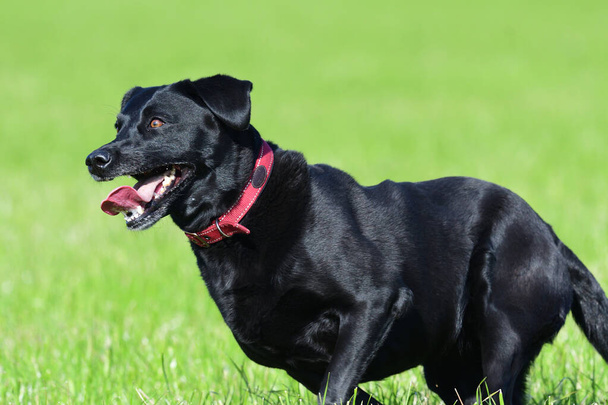 Schwarzer Labrador-Retriever - Foto, Bild