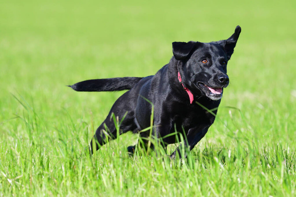 Black Labrador retriever - Zdjęcie, obraz