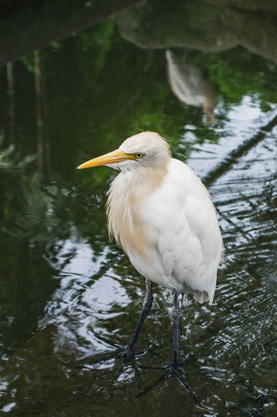 Cattle Egret stands in green waters of the pond - Fotoğraf, Görsel