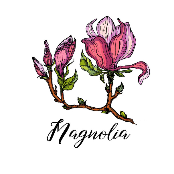 vektor fényes virág gyűjtemény Magnolia virágok és rügyek - Vektor, kép