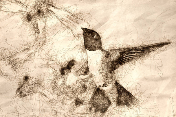 Czarno-Chinned Koliber poszukiwania Nectar wśród Blue FL - Zdjęcie, obraz