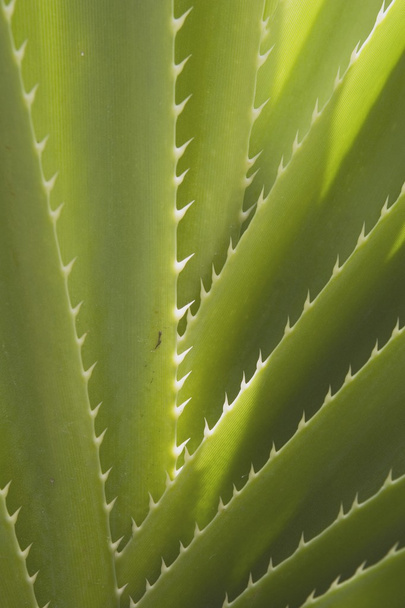 Close-Up Detail Of Spiked Palm, Kauai, Hawaii, Usa - Photo, image