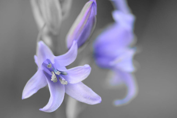 Bluebell (hyacinthoides non scripta) - Foto, imagen