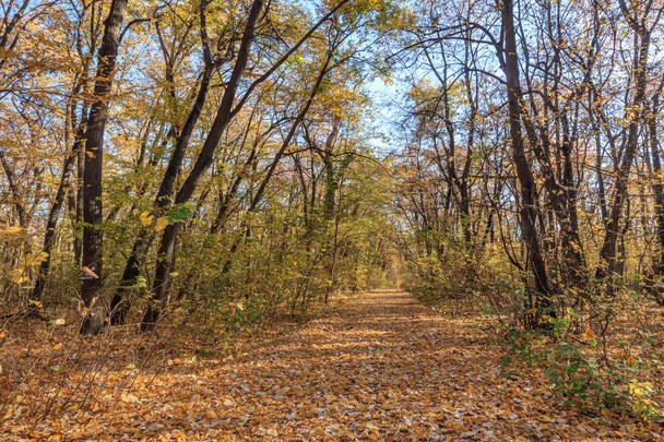 autumn forest - Foto, Imagen