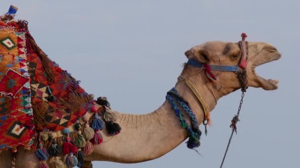 Um camelo bocejo. Retrato de bocejo e mastigar camelo no fundo do céu azul. Pode ser usado como animal está gritando
. - Filmagem, Vídeo