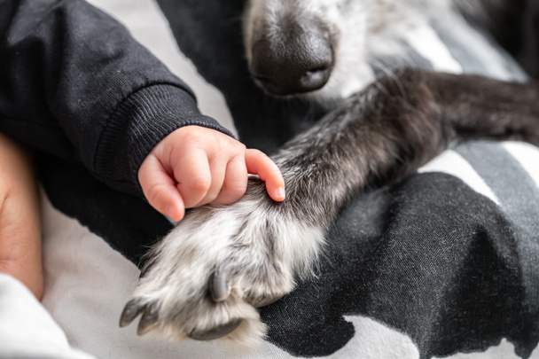 Baby hand stroking a dog's paw - 写真・画像