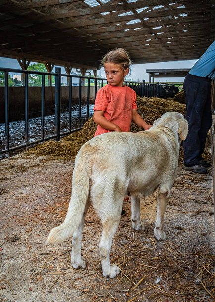 Amish Country, Lancaster PA US - September 4 2019, Amish girl and dogs on a farm. - Valokuva, kuva