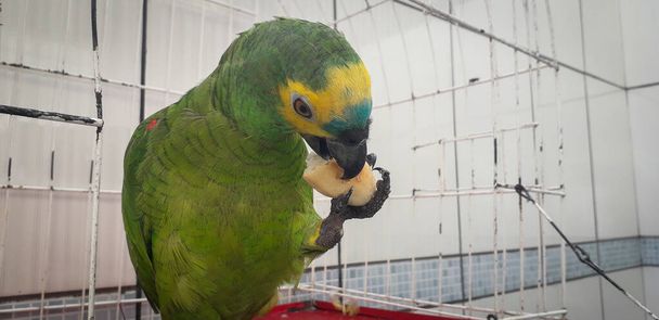Papoušek z Brazílie v klecích. V Recife je to běžné. Typický brazilský pták. - Fotografie, Obrázek