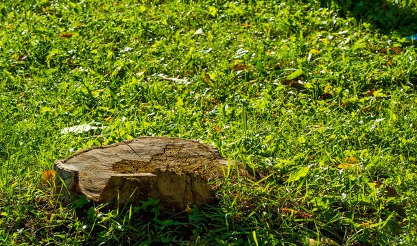 Texture, background, pattern, grass on the lawn, green saturated - Φωτογραφία, εικόνα