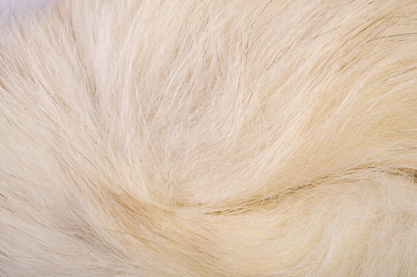 Fundo da textura, padrão. Pele de raposa, raposa polar com fu valioso
 - Foto, Imagem